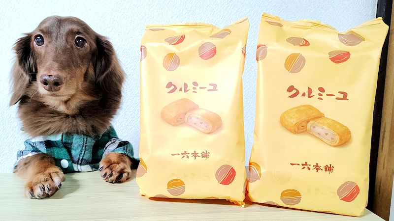 一六本舗のクルミーユとミニチュアダックスフンドの愛犬レオン
