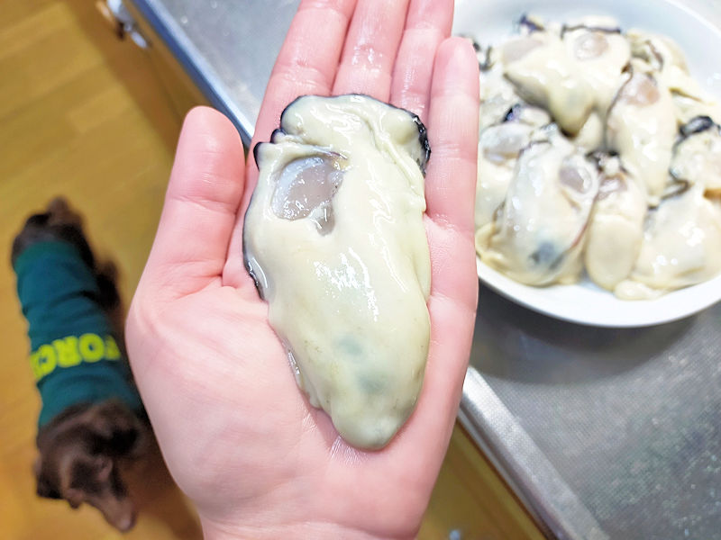 半解凍したクニヒロの3Lサイズ牡蠣を手のひらにのせて大きさを比較